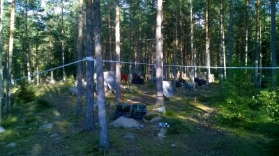 Sorrinsuon metsäkenttä